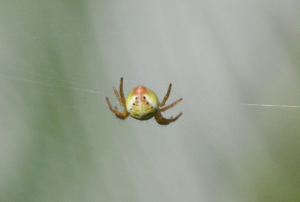 Araniella sp. - Roma (RM)